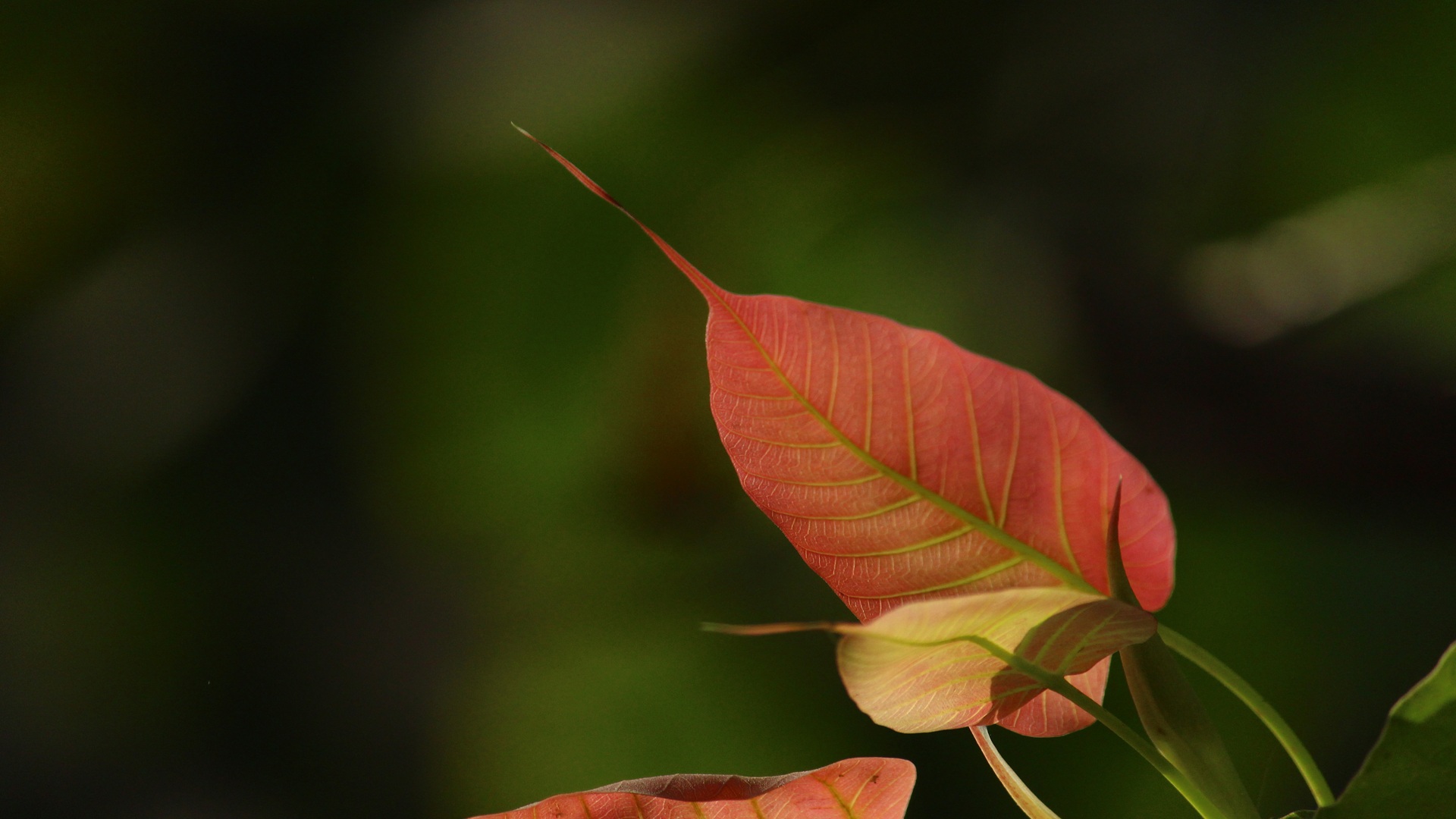 a beautiful leaf of a tree called Ficus Religiosa, its new and growing